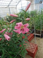 [5529 PO29 Mandano No01.JPG]